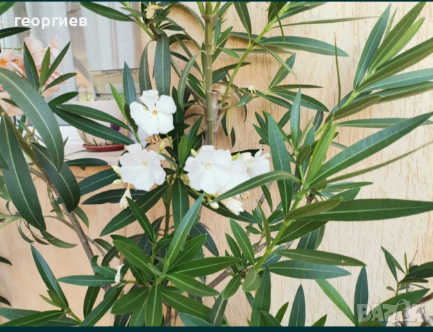 Олеандър/Зокум/Лян/Nerium Oleander, снимка 10 - Градински цветя и растения - 41400632