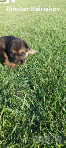 Немска овчарка