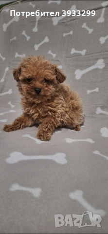 Той пудел момиче пуделче, снимка 9 - Пудели - 53778314