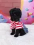 Poodle toy/Пудел Той, снимка 3