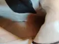 Дамски боти естествена кожа със змийски принт, снимка 4