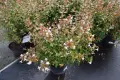 Abelia × grandiflora ‘Prostrata’, снимка 1