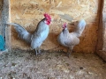 Чифт декоративни кокошки Холандски бантам , снимка 1