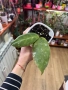 Hoya Undulata , снимка 1