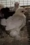 Продавам пилета Мини Кохин, снимка 3
