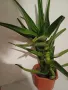 ГОЛЯМО АЛОЕ  - Височина 60 см, снимка 4