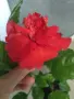 Хибискус с гъст червен цвят 2 годишен , снимка 2
