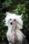 Китайско качулато куче - FCI родословие, снимка 2