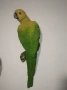 Декоративни папагали , снимка 3