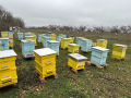 Продавам пчелни семейства с многокорпусен кошери, снимка 13