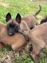 Чистокръвни белгийски овчарки, снимка 14