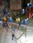 Различни видове папагали, Ферма " Meshi i Sie" , снимка 16