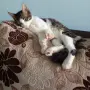 Подарявам мъжко котенце, снимка 6
