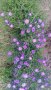 Цветя Астра алпийска – за ранно пролетно засаждане в градината, снимка 7