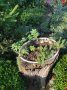 Сукуленти, снимка 3