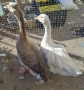 Продавам 1 Гъска и 1 Гъсок , снимка 1