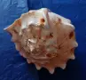 Голяма естествена раковина"Рогат шлем" (Cassis cornuta). , снимка 5