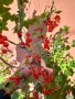 Червено френско грозде- големи растения, снимка 2