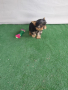 Мини йоркширски териер , снимка 4