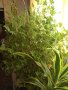 Индрише , снимка 1 - Стайни растения - 39893029