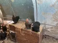 Продавам красиви млади птици от породата Мини Кохин!, снимка 2
