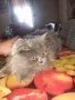 Продавам чисто кръвни персийски котки на 2 месеца, снимка 1 - Персийска - 44475391