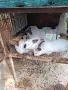 Зайци за разплот и консомация, снимка 7