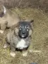 Кавказки овчарки , снимка 1