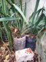 Вкоренени растения студоустойчива Юка на 1-3 год., снимка 12