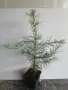 Корейска ела (ново), снимка 9