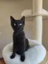 Мъжко черно коте търси любящ дом, снимка 3
