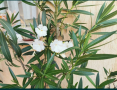 Олеандър/Зокум/Лян/Nerium Oleander, снимка 10