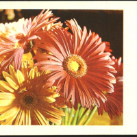 Пощенска картичка Цветя, Гербери 1981 от СССР, снимка 1 - Филателия - 36226651