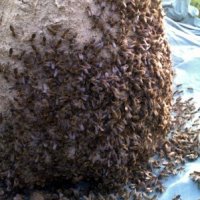 Продавам пчелни семейства в тръвни, снимка 2 - За пчели - 39102678