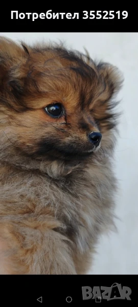 Померан мини-шпиц, снимка 1
