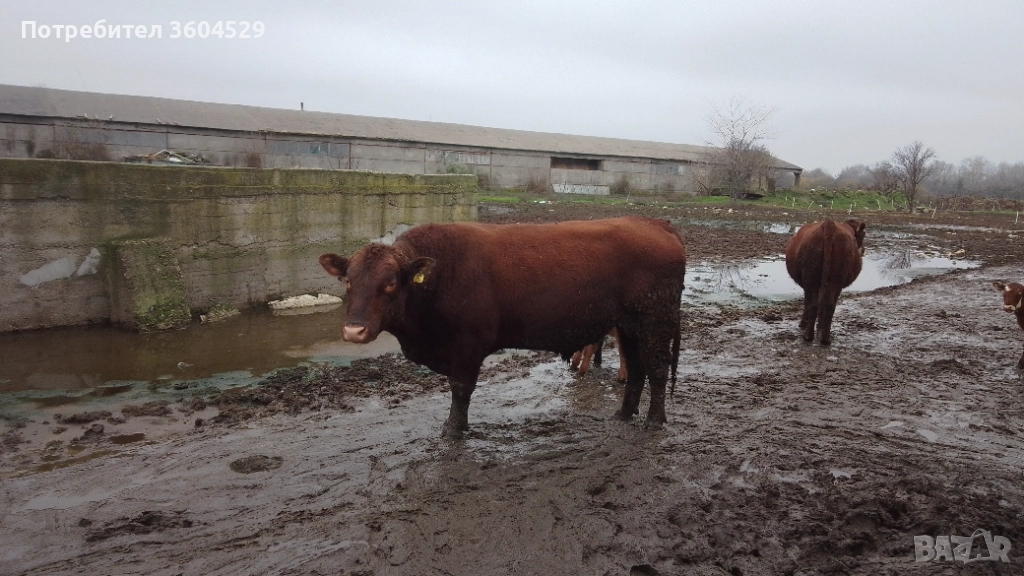 абардин, чистокръвен породист ,за разплод- перфектен, снимка 1