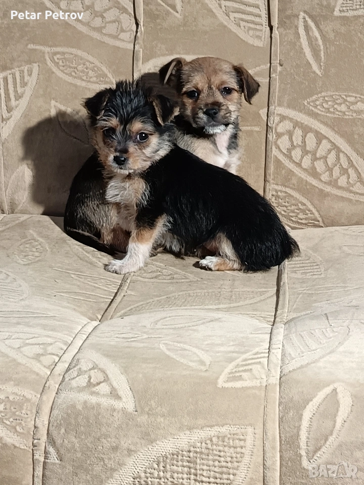 мини чиху пинчер , снимка 1