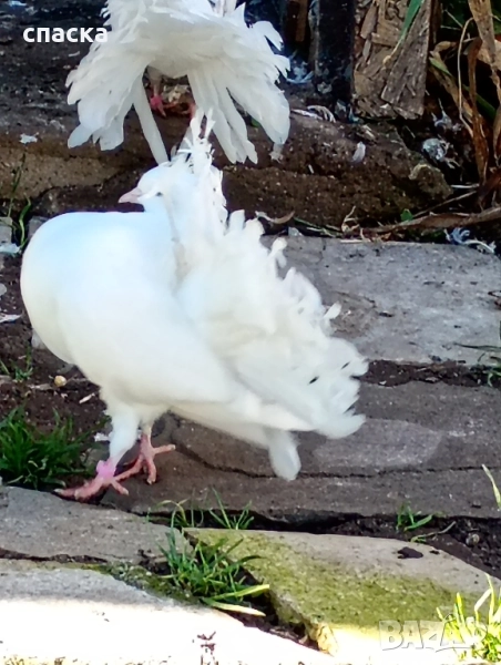 гълъби фенерлия декорация , снимка 1