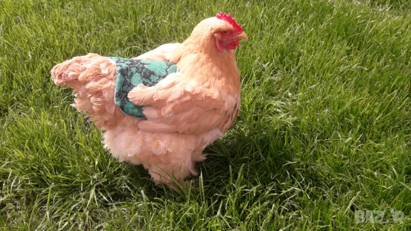 Седло за кокошки, снимка 1