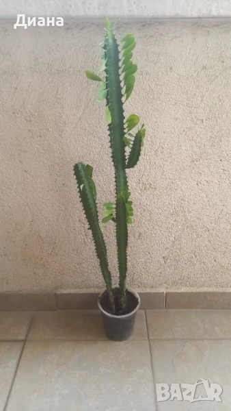 Еуфорбия тригона , снимка 1