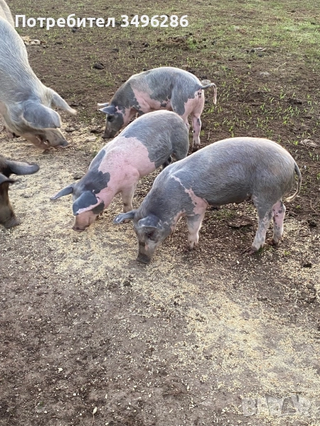 Продавам малки прасета, снимка 1