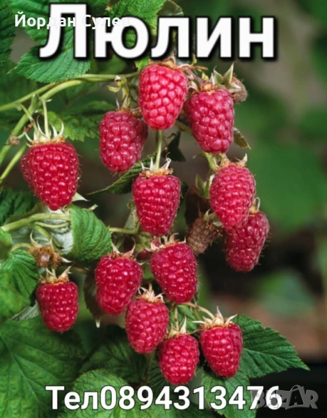 ‼️🌱Здравеите предлагам разсад Малини Висок Добив Много Сладки и Ароматни  Глен Ди Люлин и Полка  , снимка 1
