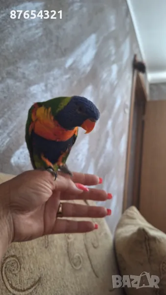 Многоцветно Лори, снимка 1