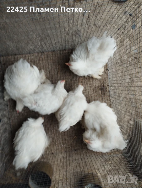 Бял мини кохин на 4 месеца , снимка 1