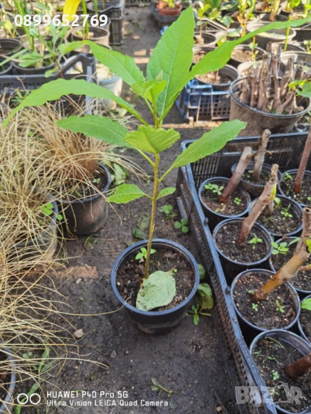 Авокадо, снимка 1