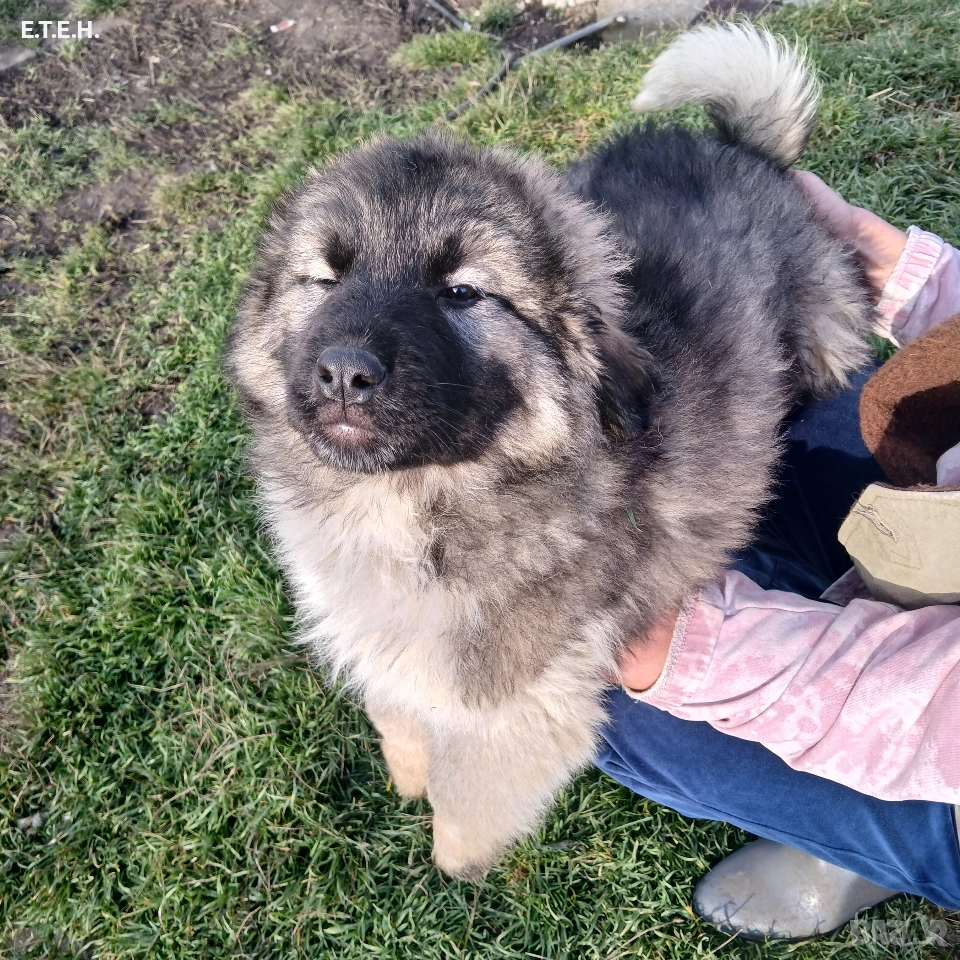 Кавказка Овчарка два месеца 650лв, снимка 1