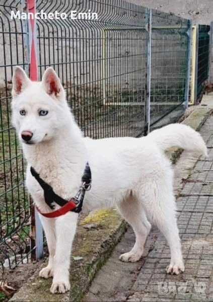Бяло сибирско хъски албинос , снимка 1