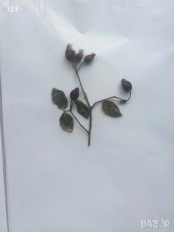 Хербарии по Биология, снимка 1