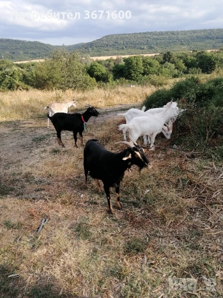 Продавам ярета 8лв, снимка 1