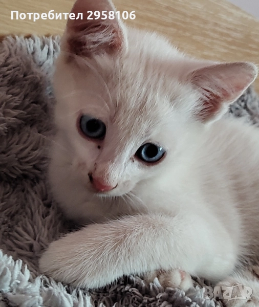 котенца бели,4 мес, снимка 1